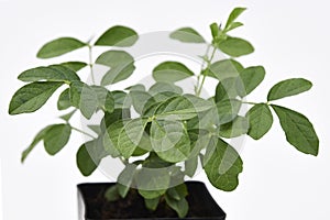 Liquorice Plant and Leaves Fresh