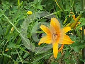 Lirio Grande Amarillo Junto A Diente De LeÃÂ³n photo