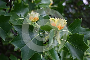 Liriodendron flowers.