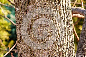 Liriodendron tulip, tulip tree, bark. Liriodendron tulipifera L. Wooden background - texture pattern, for designers