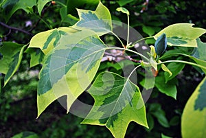 Liriodendron tulipifera Aureomarginatum, American tulip tree, tulipwood, tulip poplar, whitewood, fiddletree, yellow-poplar twig