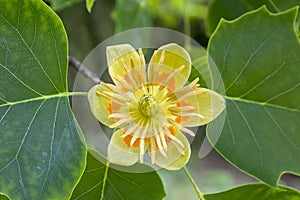 Liriodendron tulipifera beautiful ornamental tree in bloom