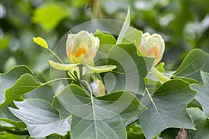 Liriodendron tulipifera beautiful ornamental tree in bloom