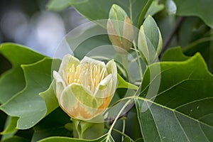 Liriodendron tulipifera beautiful ornamental tree in bloom