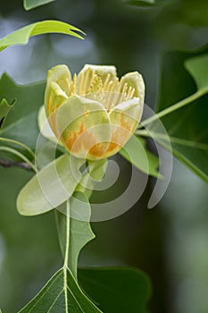 Liriodendron tulipifera beautiful ornamental tree in bloom