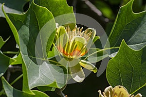 Liriodendron tulipifera beautiful ornamental tree in bloom, American tulip tree tulipwood flowering, flower on the branch