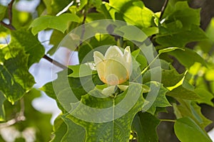 Liriodendron tulipifera beautiful ornamental tree in bloom, flowering yellow orange flowers