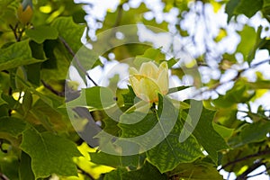 Liriodendron tulipifera beautiful ornamental tree in bloom, flowering yellow orange flowers