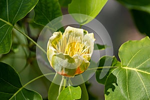 Liriodendron tulipifera beautiful ornamental tree in bloom, flowering yellow orange flowers. Liriodendron tulipifera in blossom