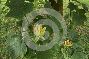 Liriodendron tulipifera branch with inflorescence
