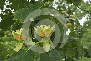 Liriodendron tulipifera branch with inflorescence