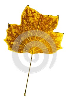 Liriodendron tulipifera fall leaf isolated on white