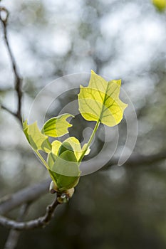 Liriodendron tulipifera first spring leaves in magic light