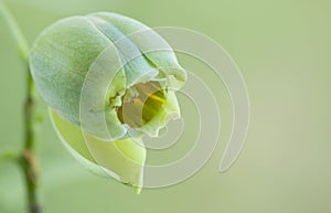 Liriodendron tulipifera, Flower bud