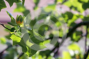 Liriodendron tulipifera flowering ornamental beautiful tulip tree, tulipwood in bloom during late springtime