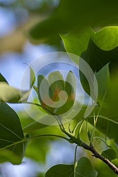 Liriodendron tulipifera flowering ornamental beautiful tulip tree, tulipwood in bloom during late springtime