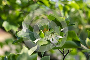 Liriodendron tulipifera flowering ornamental beautiful tulip tree, tulipwood in bloom during late springtime