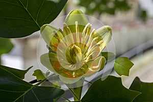 Liriodendron tulipifera ornamental tree in bloom