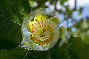 Liriodendron tulipifera ornamental tree in bloom