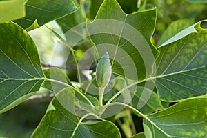 Liriodendron tulipifera ornamental tree in bloom with buds