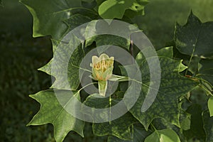 Liriodendron tulipifera tree