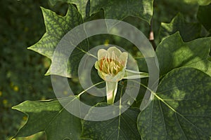 Liriodendron tulipifera tree