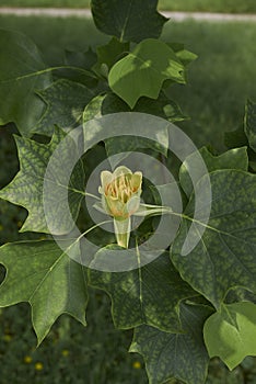 Liriodendron tulipifera tree