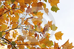 Liriodendron tulipifera. Tree with bright yellow leaves