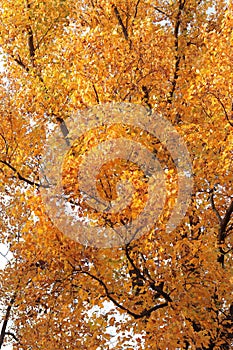 Liriodendron tulipifera. Tree with bright yellow leaves. Autumn