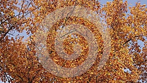 Liriodendron tulipifera. Tree with bright yellow leaves. Autumn