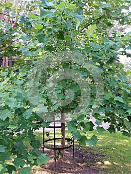 Liriodendron tulipifera (tulip tree)