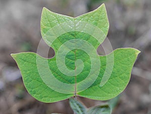 Liriodendron tulipiferaâ€”known as the tulip tree