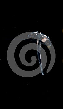 Liriope jellyfish at night in the atlantic ocean.