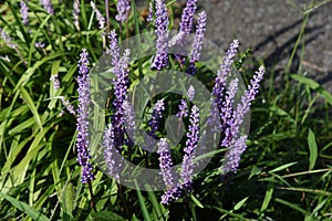 Liriope muscari flowers photo