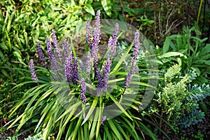 Liriope muscari \'Moneymaker\' is an erect evergreen perennial that produces blue-purple flowers