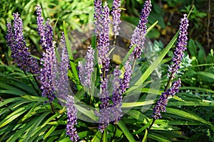 Liriope muscari \'Moneymaker\' is an erect evergreen perennial that produces blue-purple flowers