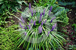 Liriope muscari \'Moneymaker\' is an erect evergreen perennial that produces blue-purple flowers in panicles.