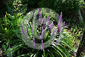 Liriope muscari \'Moneymaker\' is an erect evergreen perennial that produces blue-purple flowers in panicles.