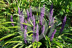 Liriope muscari \'Moneymaker\' is an erect evergreen perennial that produces blue-purple flowers in panicles.