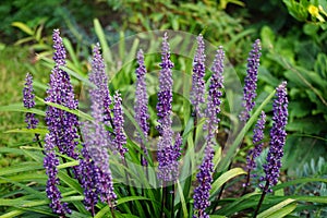 Liriope muscari \'Moneymaker\' is an erect evergreen perennial that produces blue-purple flowers in panicles.