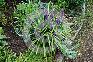 Liriope muscari \'Moneymaker\' is an erect evergreen perennial that produces blue-purple flowers in panicles.