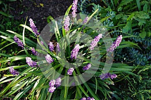 Liriope muscari \'Moneymaker\' is an erect evergreen perennial that produces blue-purple flowers in panicles.