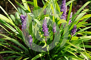 Liriope muscari `Moneymaker` is an erect evergreen perennial that produces blue-purple flowers in panicles from August to October.