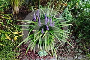 Liriope muscari `Moneymaker` is an erect evergreen perennial that produces blue-purple flowers in panicles from August to October.