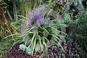 Liriope muscari `Moneymaker` is an erect evergreen perennial that produces blue-purple flowers in panicles from August to October.