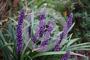 Liriope muscari `Moneymaker` is an erect evergreen perennial that produces blue-purple flowers in panicles from August to October.