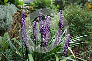 Liriope muscari `Moneymaker` is an erect evergreen perennial that produces blue-purple flowers in panicles from August to October.