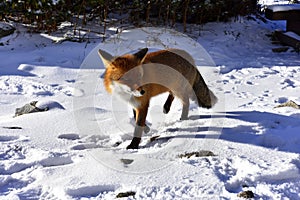 Lis w Tatrach, fox in Tatras