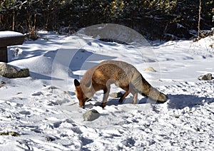 Lis w Tatrach, fox in Tatras