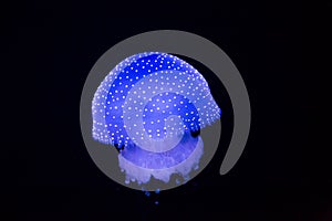 Lisbon Oceanarium - White-Spotted Jellyfish 2